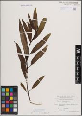 Foto von Salix fragilis L.